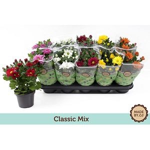 Mix clasic cizanteme, in ghiveci, 25 cm