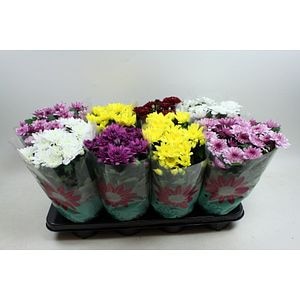 Mix dublu crizanteme, in ghiveci, 25 cm