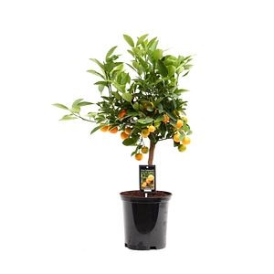 Calamondin, in ghiveci, 45 cm