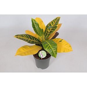 Codiaeum Variegatum Petra, in ghiveci