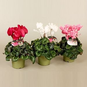 Cyclamen, in ghiveci