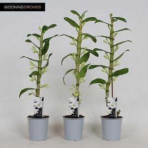 Dendrobium, 1 tija, in ghiveci