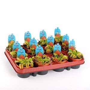 Carnivora Dionaea, in ghiveci