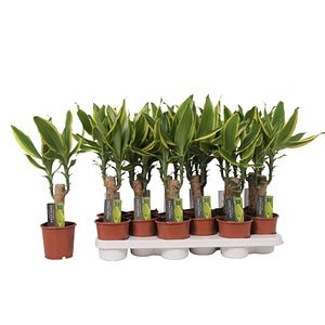 Dracaena Golden, in ghiveci, 35 cm