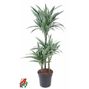 Dracaena, 45 cm
