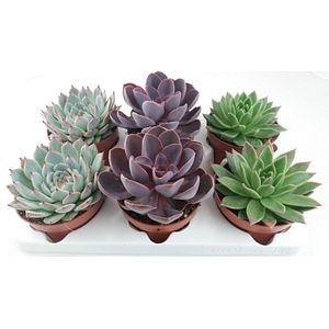 Mix Echeveria, in ghiveci, 1 bucata