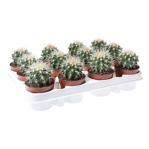 Cactus Perna Soacrei, in ghiveci, 10 cm