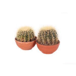 Cactus Perna Soacrei, in ghiveci, 20 cm