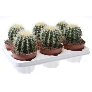 Cactus Perna Soacrei, in ghiveci, 25 cm
