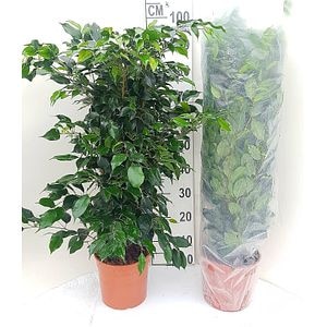 Ficus Benjamina Danielle, in ghiveci, 100 cm