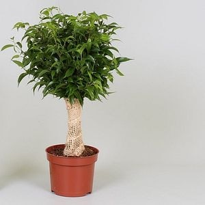 Ficus Benjamina Natasja, in ghiveci, 35 cm