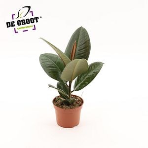 Ficus Elastrica Robusta