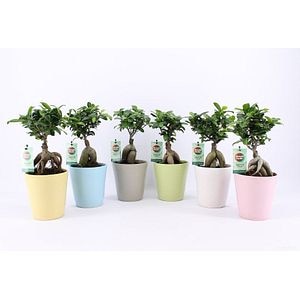 Ficus Ginseng In, in ghiveci