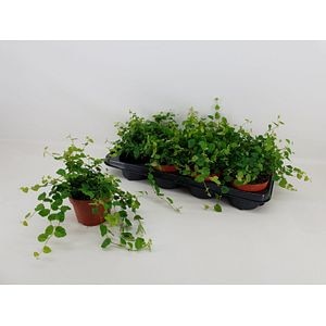 Ficus Pumila Verde, in ghiveci, 15 cm