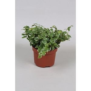 Ficus Pumila Alb, in ghiveci, 15 cm