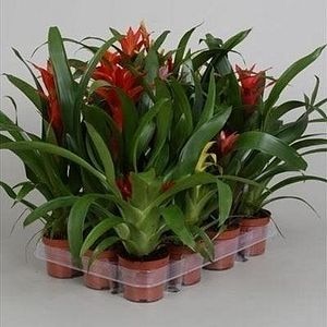Mix Guzmania Minor, in ghiveci