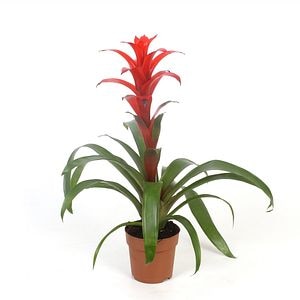 Guzmania Rana, in ghiveci