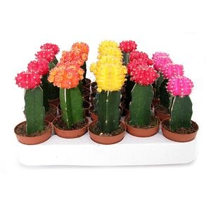 Mix Cactus Gymnocalicium, in ghiveci, 20 cm