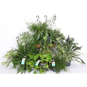 Mix plante atarnatoare