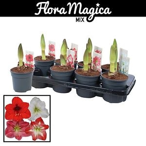 Mix crin de camera, in ghiveci, 25 cm