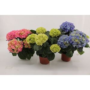 Mix hortensie, in ghiveci, 35 cm
