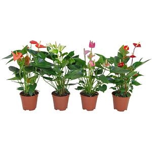 Anthurium D17