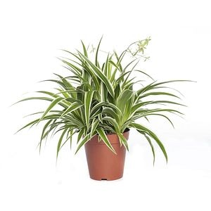 Chlorophytum D12