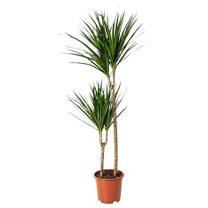 Dracena 2T D21