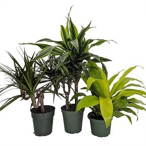 Dracena D12