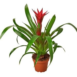 Guzmania Mix D13