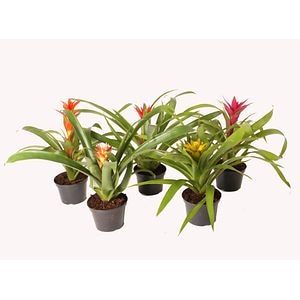 Guzmania Mix D9