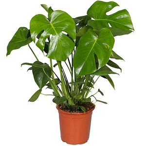 Monstera D17