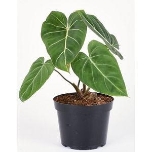 Philodendron D14
