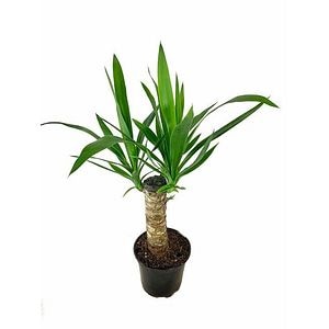 Yucca D14
