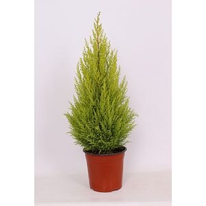 Thuja Cupressus Piramida, in ghiveci,  23 cm