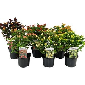 Mix sunatoare, in ghiveci