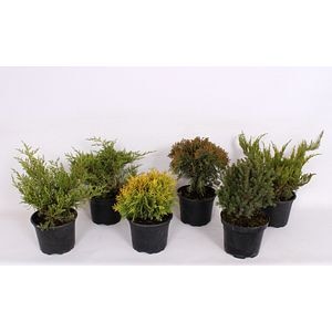 Mix conifer 2L, in ghiveci