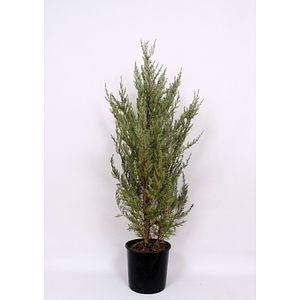 Ienupar Moonglow, in ghiveci, inaltime 120 - 140 cm