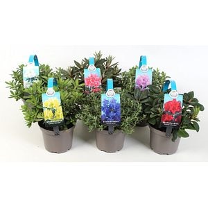 Mix Rododendron Pitic, in ghiveci