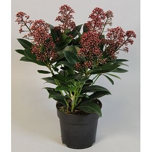 Liliac japonez, in ghiveci