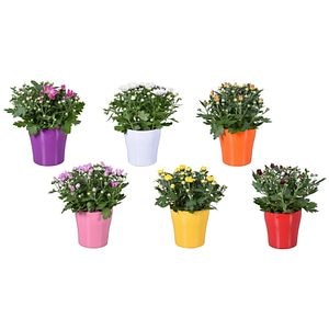 Mix Crizantema Ghiveci