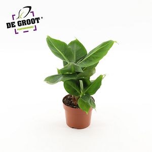 Planta Interior Musa Oriental