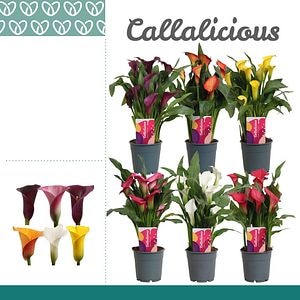 Mix Planta Interior Zantedeschia