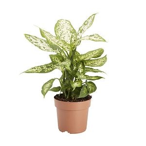 Crin Leopard Asortat