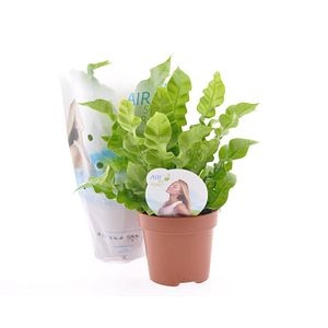 Asplenium Parvati, in ghiveci