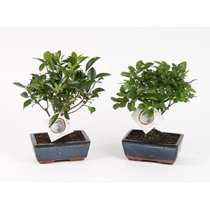 Mix Bonsai, in ghiveci, 15 cm
