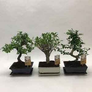 Bonsai, in ghiveci, 20 cm