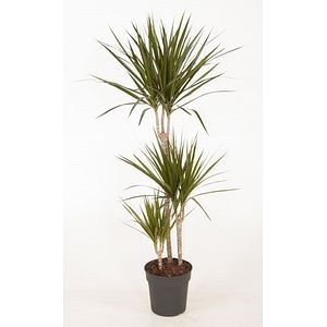 Dracaena Marginata, in ghiveci, 30 cm