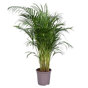 Palmier Areca, in ghiveci, 24 cm
