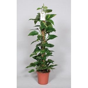 Epipremnum Pinnatum Mosstem, in ghiveci